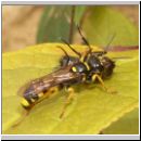 Mellinus arvensis - Kotwespe w22 mit Fliege.jpg